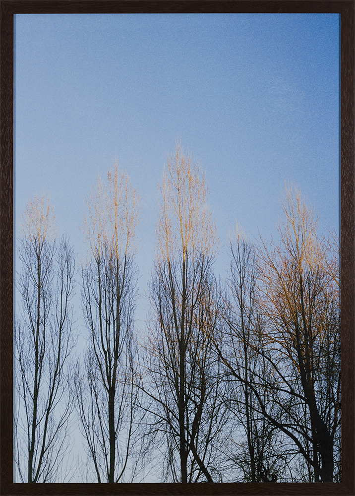 Bomen in kader