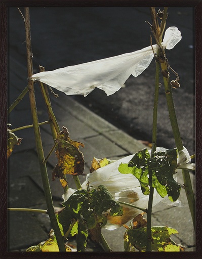[15080004] Brussels Sprouts 4